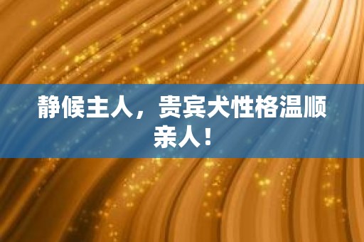 静候主人，贵宾犬性格温顺亲人！