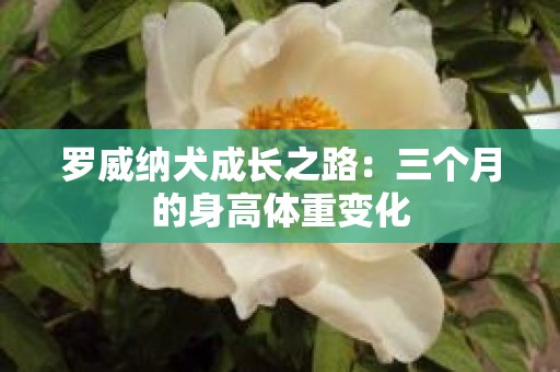 罗威纳犬成长之路：三个月的身高体重变化