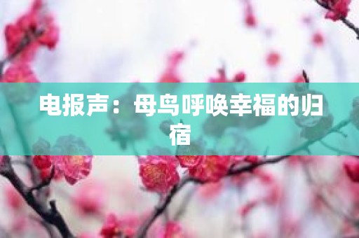 电报声：母鸟呼唤幸福的归宿