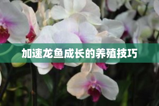 加速龙鱼成长的养殖技巧