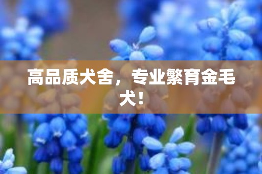 高品质犬舍，专业繁育金毛犬！