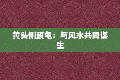 黄头侧颈龟：与风水共同谋生