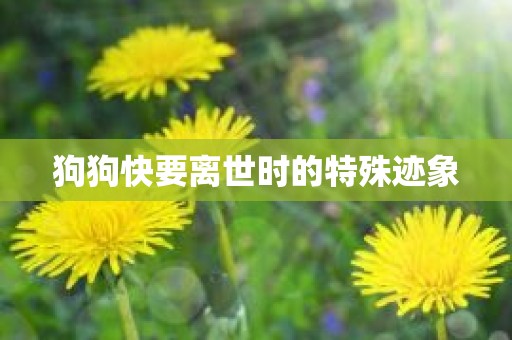 狗狗快要离世时的特殊迹象