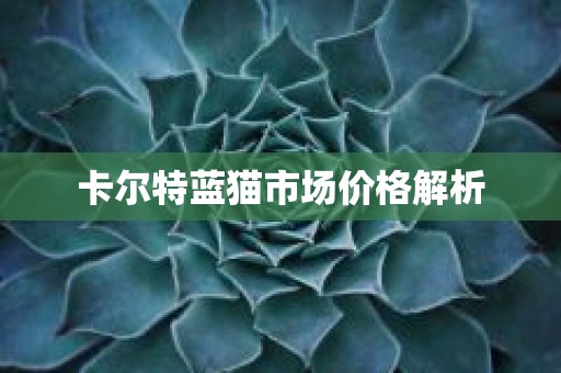 卡尔特蓝猫市场价格解析