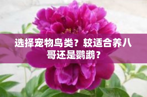 选择宠物鸟类？较适合养八哥还是鹦鹉？