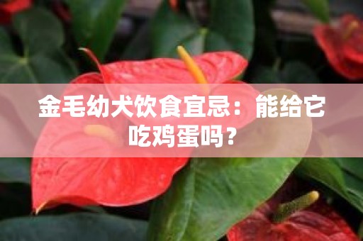 金毛幼犬饮食宜忌：能给它吃鸡蛋吗？