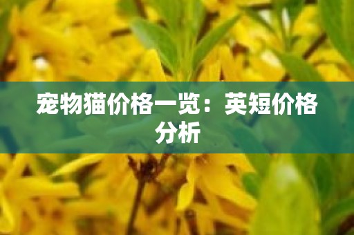 宠物猫价格一览：英短价格分析