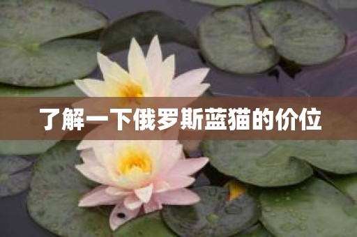 了解一下俄罗斯蓝猫的价位