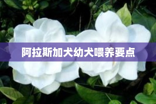 阿拉斯加犬幼犬喂养要点