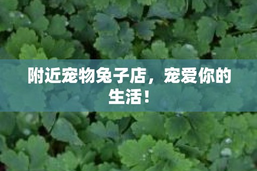 附近宠物兔子店，宠爱你的生活！