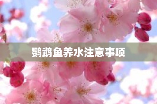 鹦鹉鱼养水注意事项