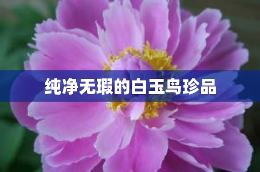 纯净无瑕的白玉鸟珍品