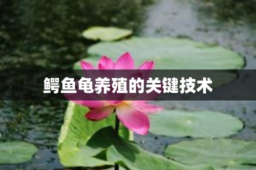 鳄鱼龟养殖的关键技术