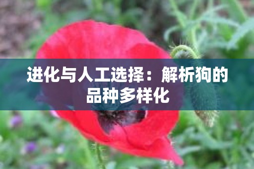 进化与人工选择：解析狗的品种多样化