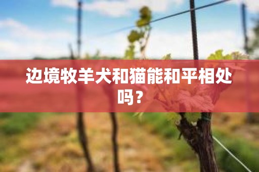 边境牧羊犬和猫能和平相处吗？