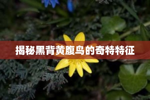 揭秘黑背黄腹鸟的奇特特征