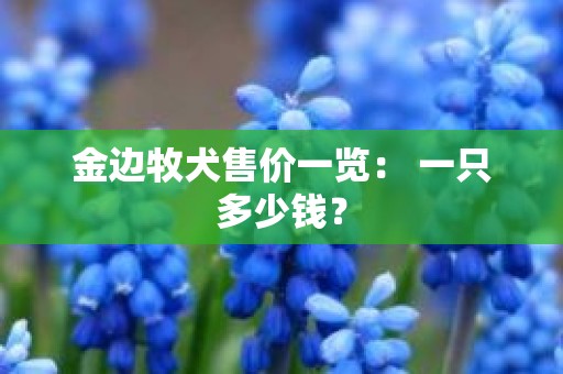 金边牧犬售价一览： 一只多少钱？