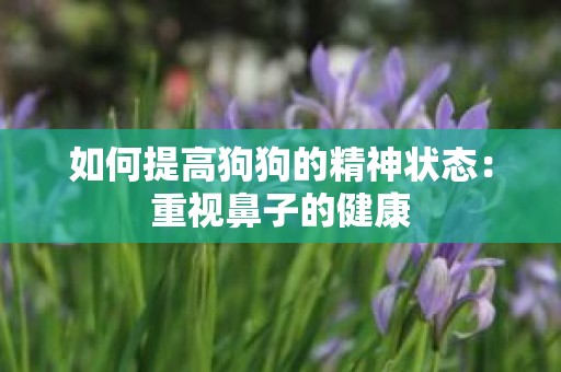 如何提高狗狗的精神状态：重视鼻子的健康