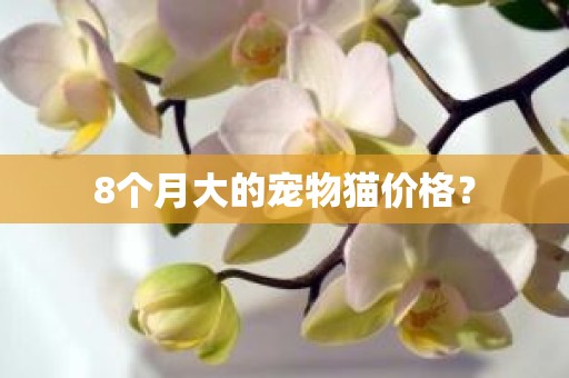 8个月大的宠物猫价格？