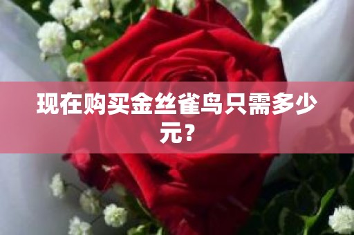 现在购买金丝雀鸟只需多少元？