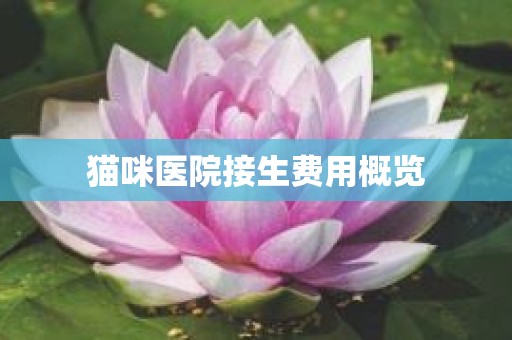 猫咪医院接生费用概览