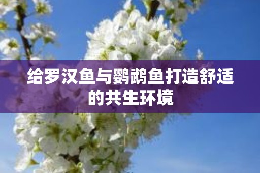 给罗汉鱼与鹦鹉鱼打造舒适的共生环境