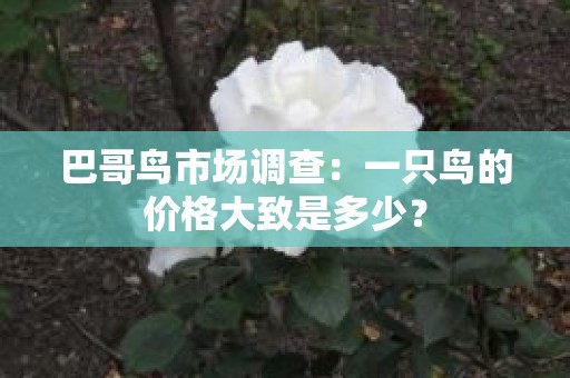 巴哥鸟市场调查：一只鸟的价格大致是多少？