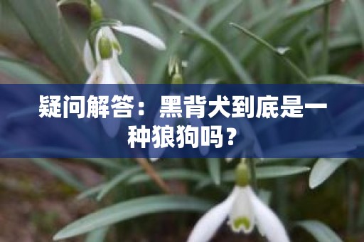 疑问解答：黑背犬到底是一种狼狗吗？