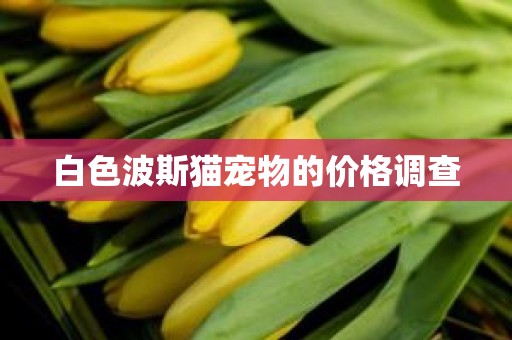 白色波斯猫宠物的价格调查