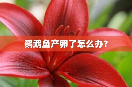 鹦鹉鱼产卵了怎么办？