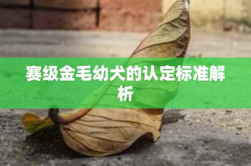 赛级金毛幼犬的认定标准解析