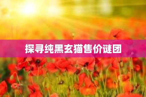 探寻纯黑玄猫售价谜团