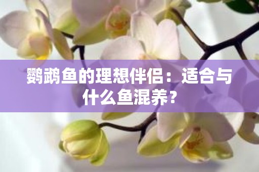 鹦鹉鱼的理想伴侣：适合与什么鱼混养？