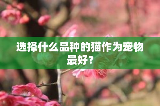 选择什么品种的猫作为宠物最好？