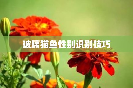 玻璃猫鱼性别识别技巧