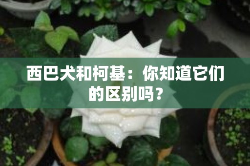 西巴犬和柯基：你知道它们的区别吗？