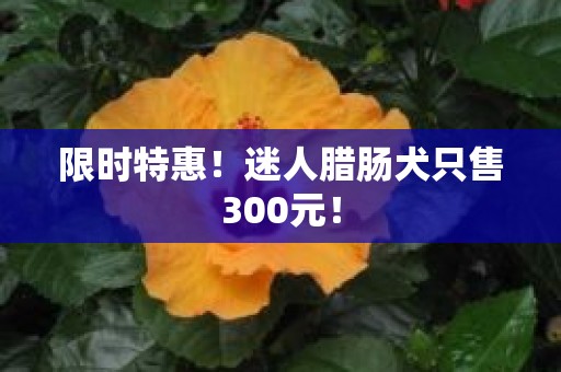 限时特惠！迷人腊肠犬只售300元！