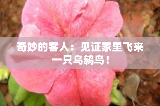 奇妙的客人：见证家里飞来一只乌鸫鸟！
