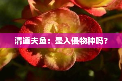 清道夫鱼：是入侵物种吗？