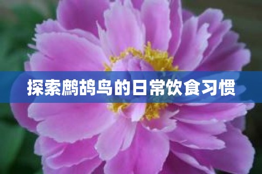 探索鹧鸪鸟的日常饮食习惯