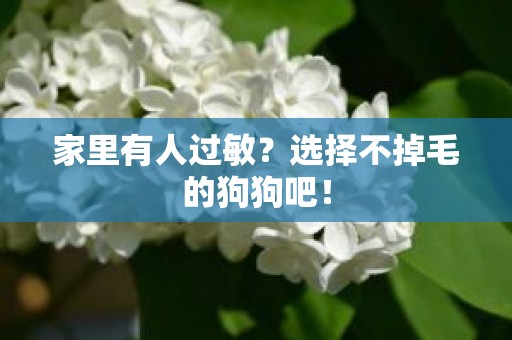 家里有人过敏？选择不掉毛的狗狗吧！