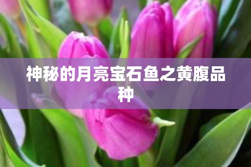 神秘的月亮宝石鱼之黄腹品种