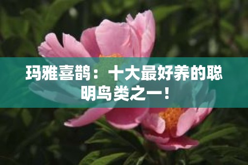 玛雅喜鹊：十大最好养的聪明鸟类之一！