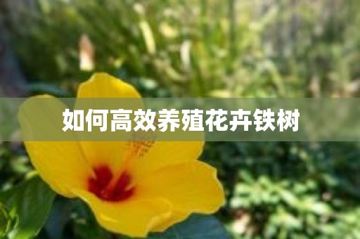 如何高效养殖花卉铁树