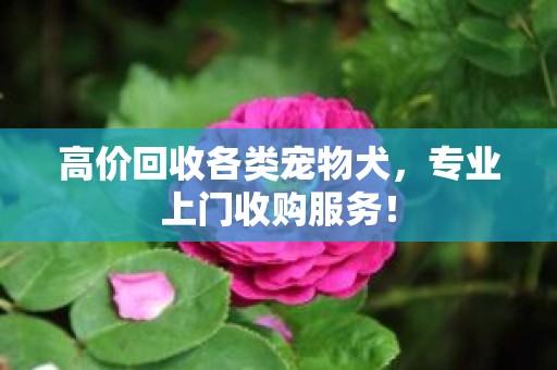 高价回收各类宠物犬，专业上门收购服务！