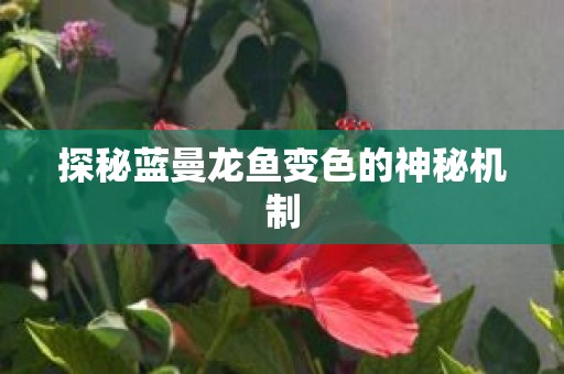 探秘蓝曼龙鱼变色的神秘机制