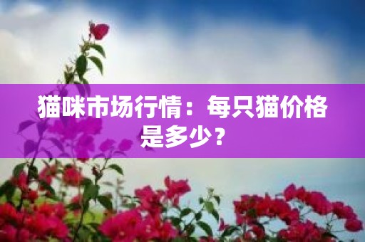 猫咪市场行情：每只猫价格是多少？