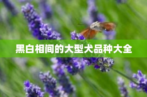 黑白相间的大型犬品种大全