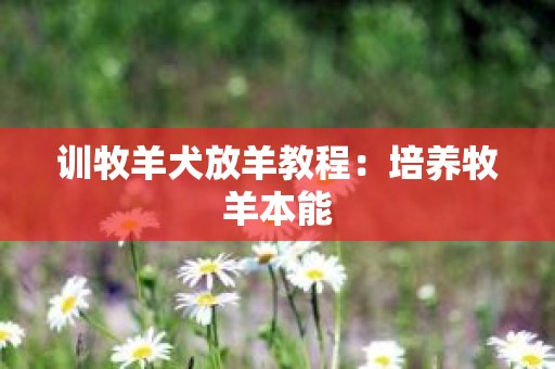 训牧羊犬放羊教程：培养牧羊本能