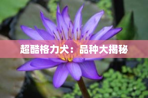 超酷格力犬：品种大揭秘